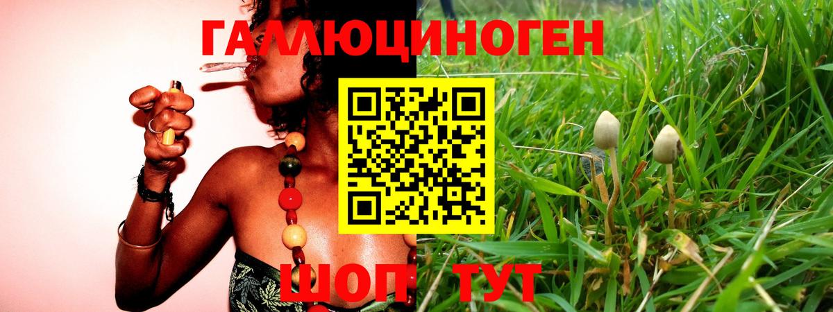 Знаменск  Псилоцибиновые грибы Cubensis  Вход с VPN 